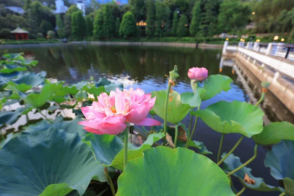 Lotus bloeien in de reflectie van het meer — Stockfoto