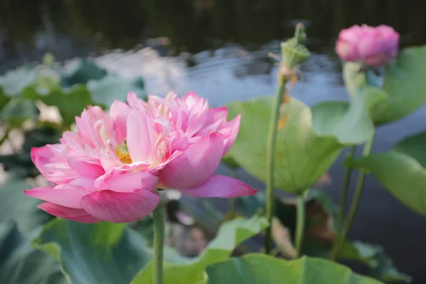 Flor de lótus em Reflexão do Lago — Fotografia de Stock