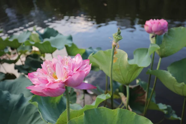 lotus bloom in Reflection of the Lake