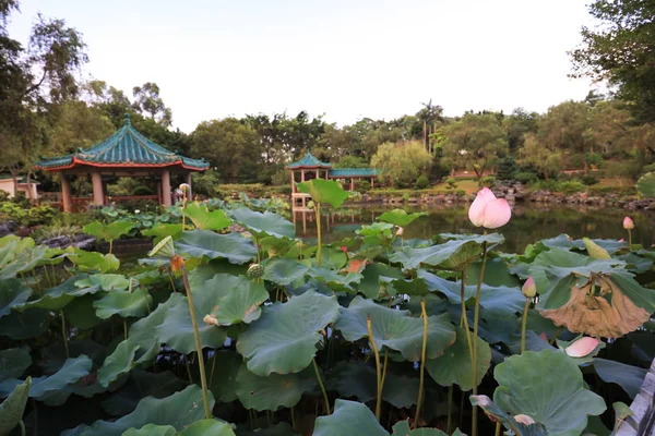 Lotus v hk Fanling Hong Lok Park — Stock fotografie