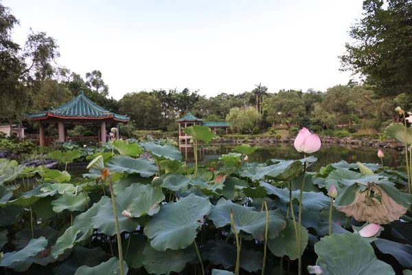 De lotus op Fanling Hong Lok Park hk — Stockfoto