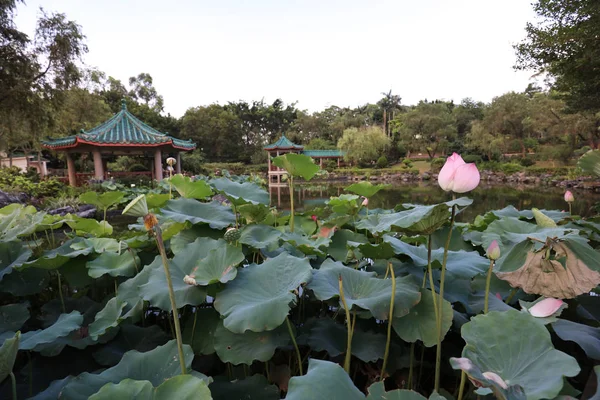 De lotus op Fanling Hong Lok Park hk — Stockfoto