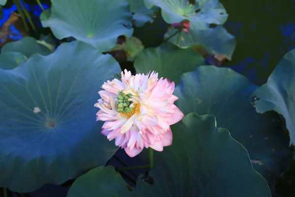 CUHK Reflejo del Lago Shatin — Foto de Stock