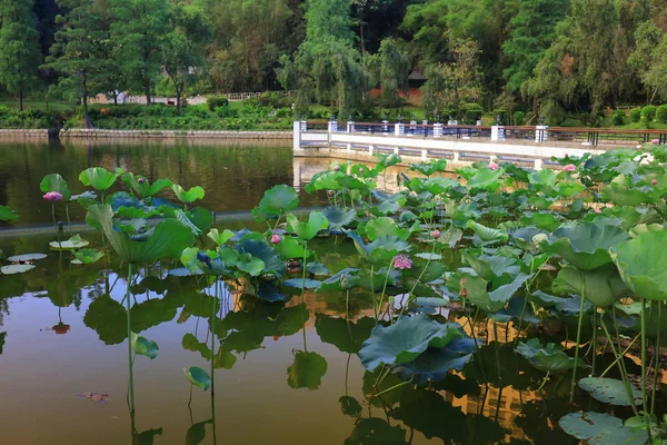 Cuhk weerspiegeling van de Lake Shatin — Stockfoto