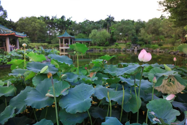 De lotus op Fanling Hong Lok Park hk — Stockfoto