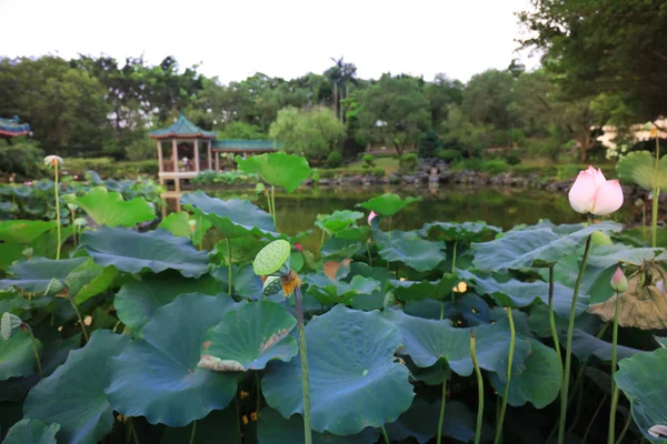 Lotus v hk Fanling Hong Lok Park — Stock fotografie