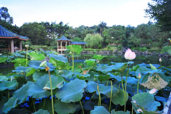 De lotus op Fanling Hong Lok Park hk — Stockfoto