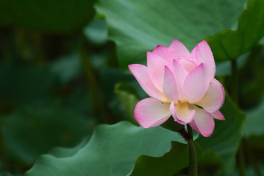 pembe Lotus ot ve yaprak yeşil kapat