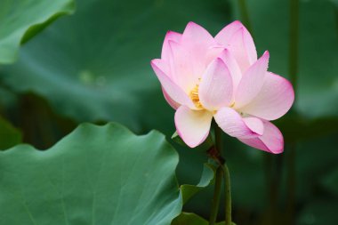 pembe Lotus ot ve yaprak yeşil kapat