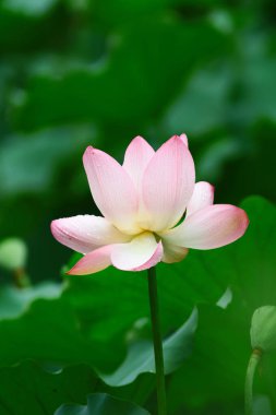 pembe Lotus ot ve yaprak yeşil kapat