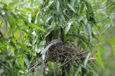  yeşil üzerinde yuva ağaç yaprak