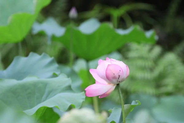 Beautiful pink lotus flower,and lotus flower bud — Stock Photo, Image