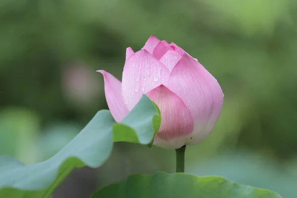 Закрыть красивый цветок лотоса во время цветения — стоковое фото