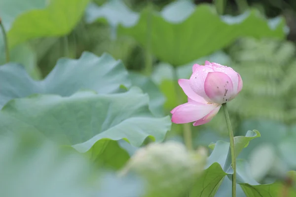 O Lótus rosa e folha verde fechar — Fotografia de Stock