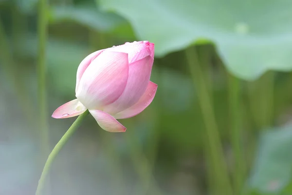 Der rosa Lotus und das grüne Blatt aus nächster Nähe — Stockfoto