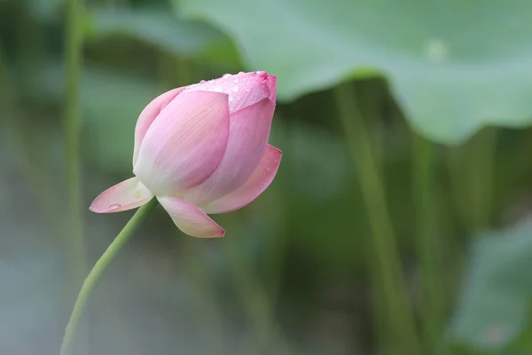 Закрыть красивый цветок лотоса во время цветения — стоковое фото