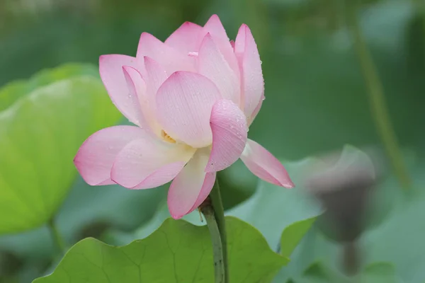 Close up of the beautiful lotus flower in blooming — Stock Photo, Image