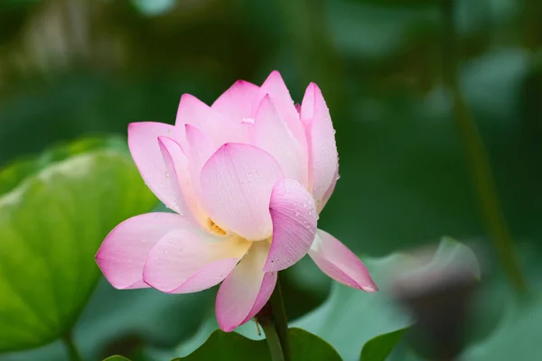 Brote de loto rosa y hoja verde de cerca — Foto de Stock