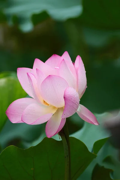 Gros plan de la belle fleur de lotus en fleurs — Photo