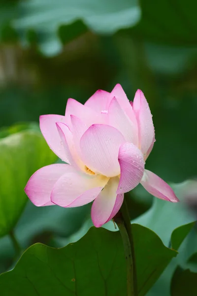 Botão de lótus rosa e folha verde perto — Fotografia de Stock