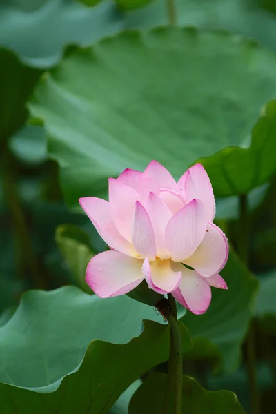 Perto da bela flor de lótus em flor — Fotografia de Stock
