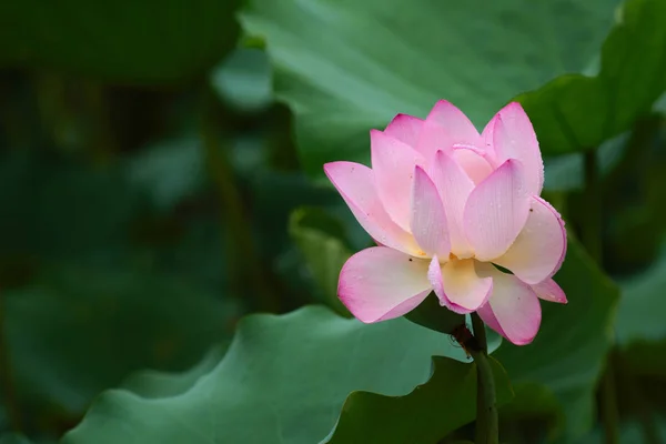 Pink Lotus-rügy- és zöld leveles közelről — Stock Fotó