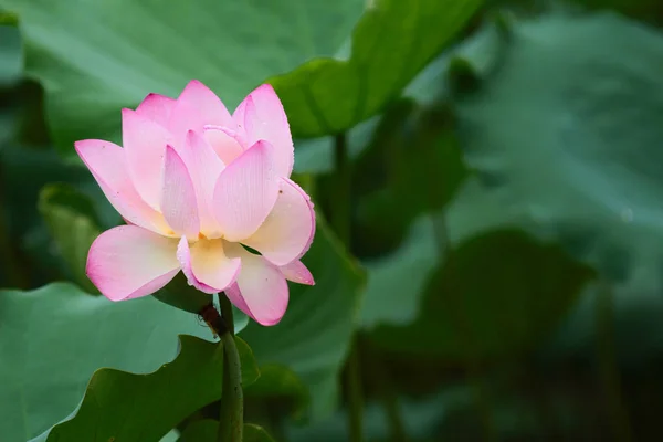 Brote de loto rosa y hoja verde de cerca — Foto de Stock