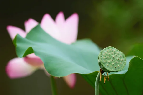 Schöne Lotusblume blüht am Teich — Stockfoto