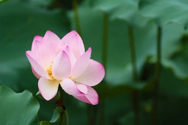 Der rosa Lotus und das grüne Blatt aus nächster Nähe — Stockfoto