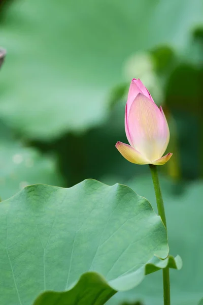 El Loto rosa y la hoja verde de cerca — Foto de Stock