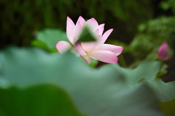 Kwiat piękny różowy lotus i lotus flower bud — Zdjęcie stockowe