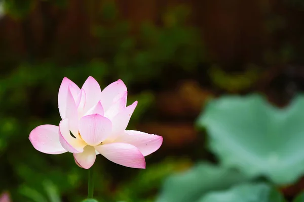 Beautiful pink lotus flower,and lotus flower bud — Stock Photo, Image