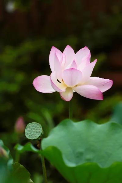 Hermosa flor de loto rosa, y brote de flor de loto — Foto de Stock
