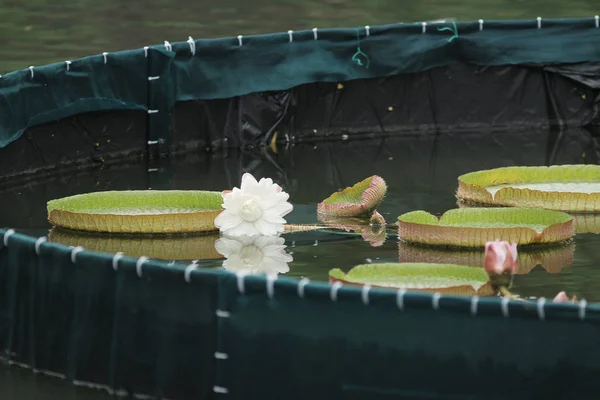 Planta de agua con reflejo en un estanque — Foto de Stock