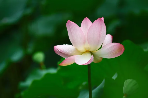 Primer plano de la hermosa flor de loto en flor — Foto de Stock
