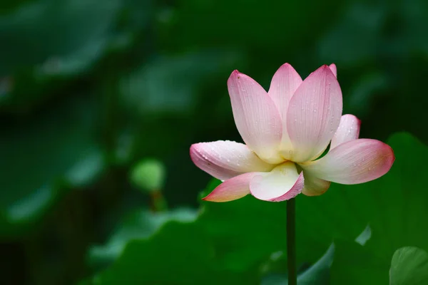 ピンクの蓮のつぼみと緑の葉をクローズ アップ — ストック写真