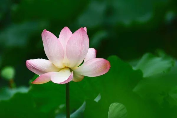 Hermosa flor de loto rosa, y brote de flor de loto — Foto de Stock