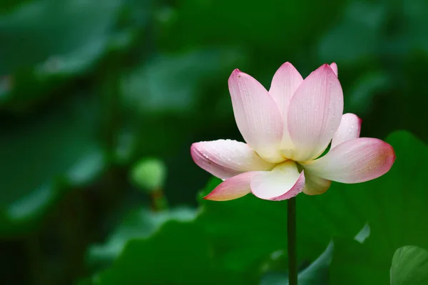 Schöne Lotusblume blüht am Teich — Stockfoto