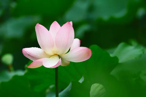 A pink Lotus és a zöld levél közelről — Stock Fotó