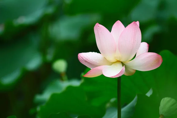 Gros plan de la belle fleur de lotus en fleurs — Photo