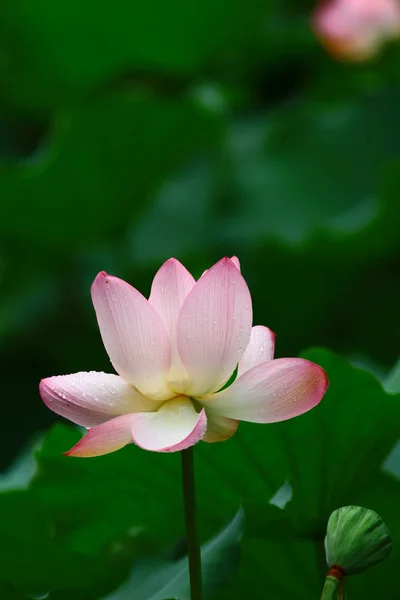 Close-up van de mooie lotusbloem in bloei — Stockfoto