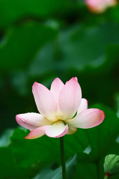 Roze Lotus bud en groene blad close-up — Stockfoto