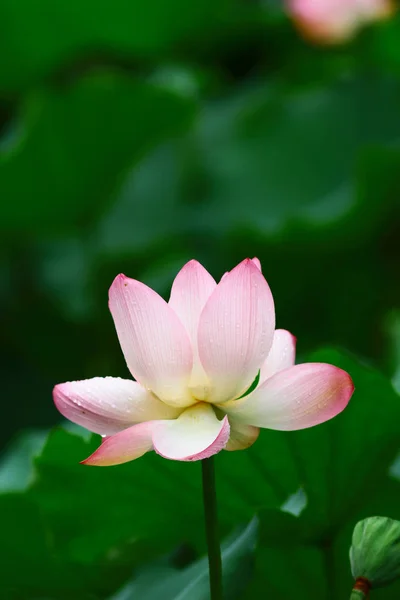 Mooie lotusbloem in bloei bij vijver — Stockfoto