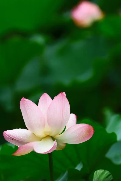 Крупним планом красива квітка лотоса в цвітінні — стокове фото