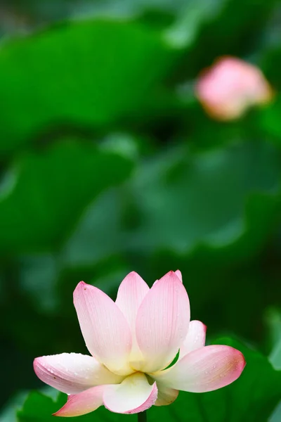 Bela flor de lótus rosa e botão de flor de lótus — Fotografia de Stock
