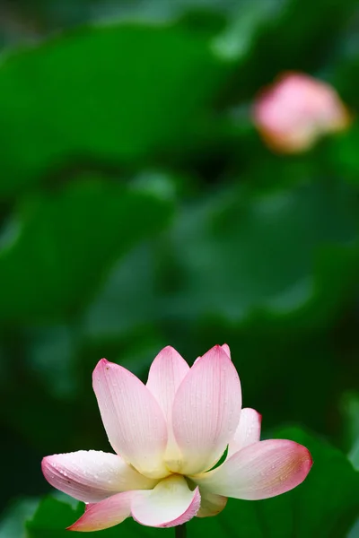 Primer plano de la hermosa flor de loto en flor — Foto de Stock