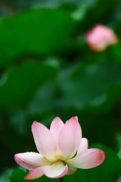 A lotus és a levél eső nap — Stock Fotó
