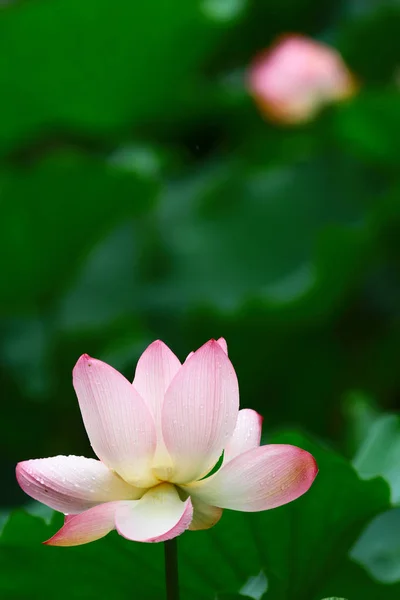 Gyönyörű pink lotus flower, és a lotus flower bud — Stock Fotó