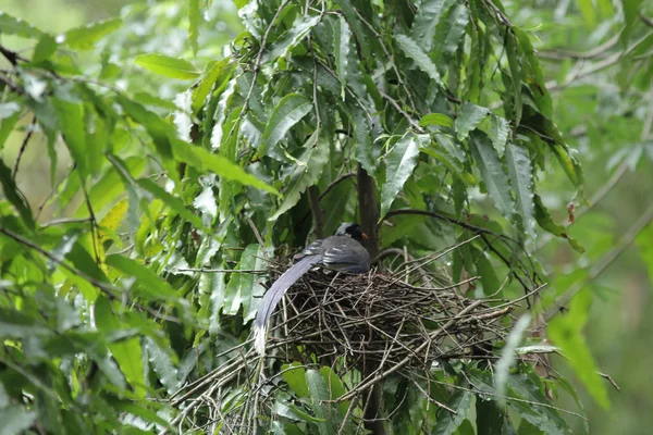 The nest over green leaves at tree — Stock Photo, Image