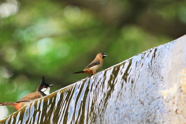 Ptáci se těší prát v lázni pták — Stock fotografie